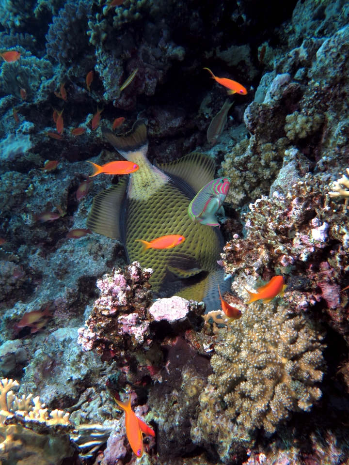 Balistoides viridescens, Pseudanthias squamipinni, Thalassoma rueppellii