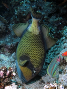 Balistoides viridescens, Pseudanthias squamipinni, Thalassoma rueppellii