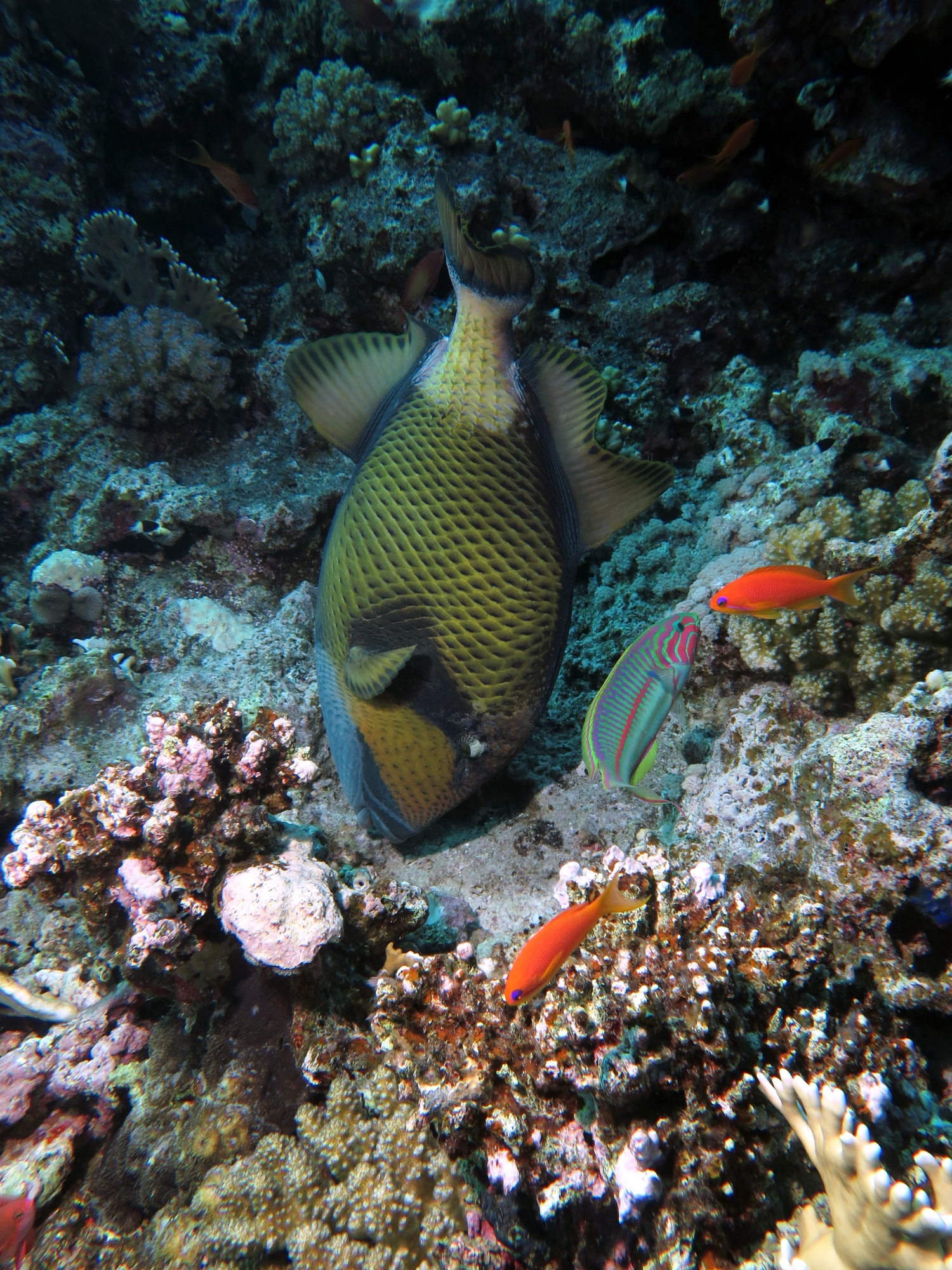 Balistoides viridescens, Pseudanthias squamipinni, Thalassoma rueppellii