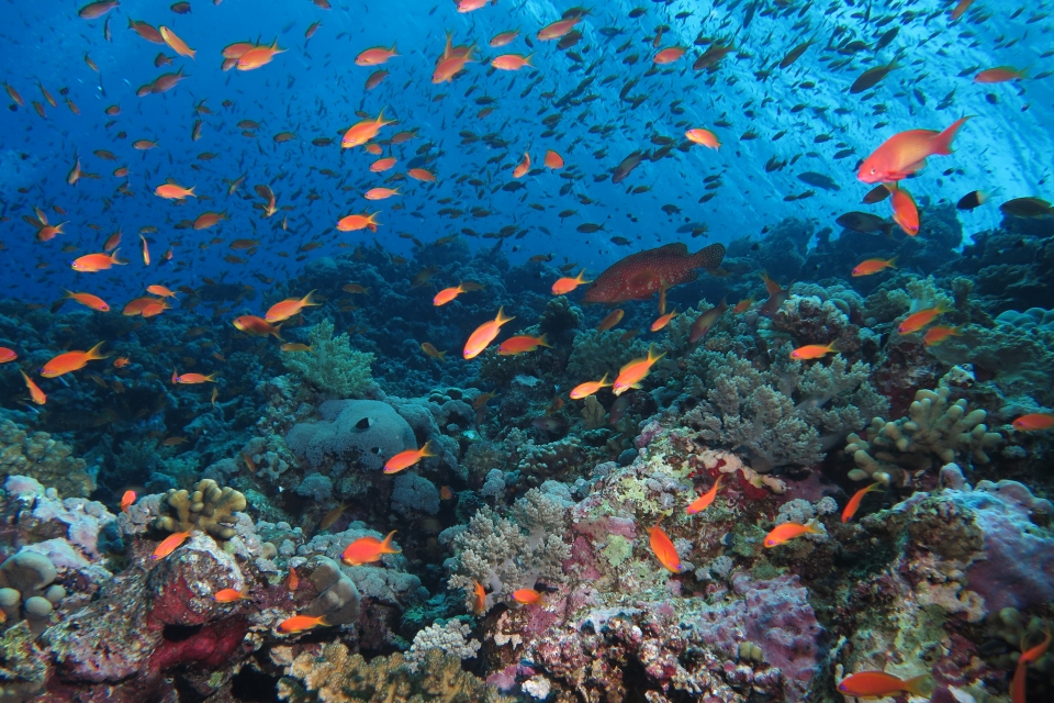 Pseudanthias squamipinnis