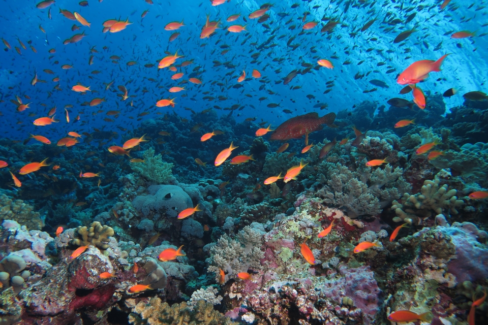 Pseudanthias squamipinnis