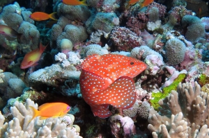 Cephalopholis miniata, Pseudanthias squamipinnis