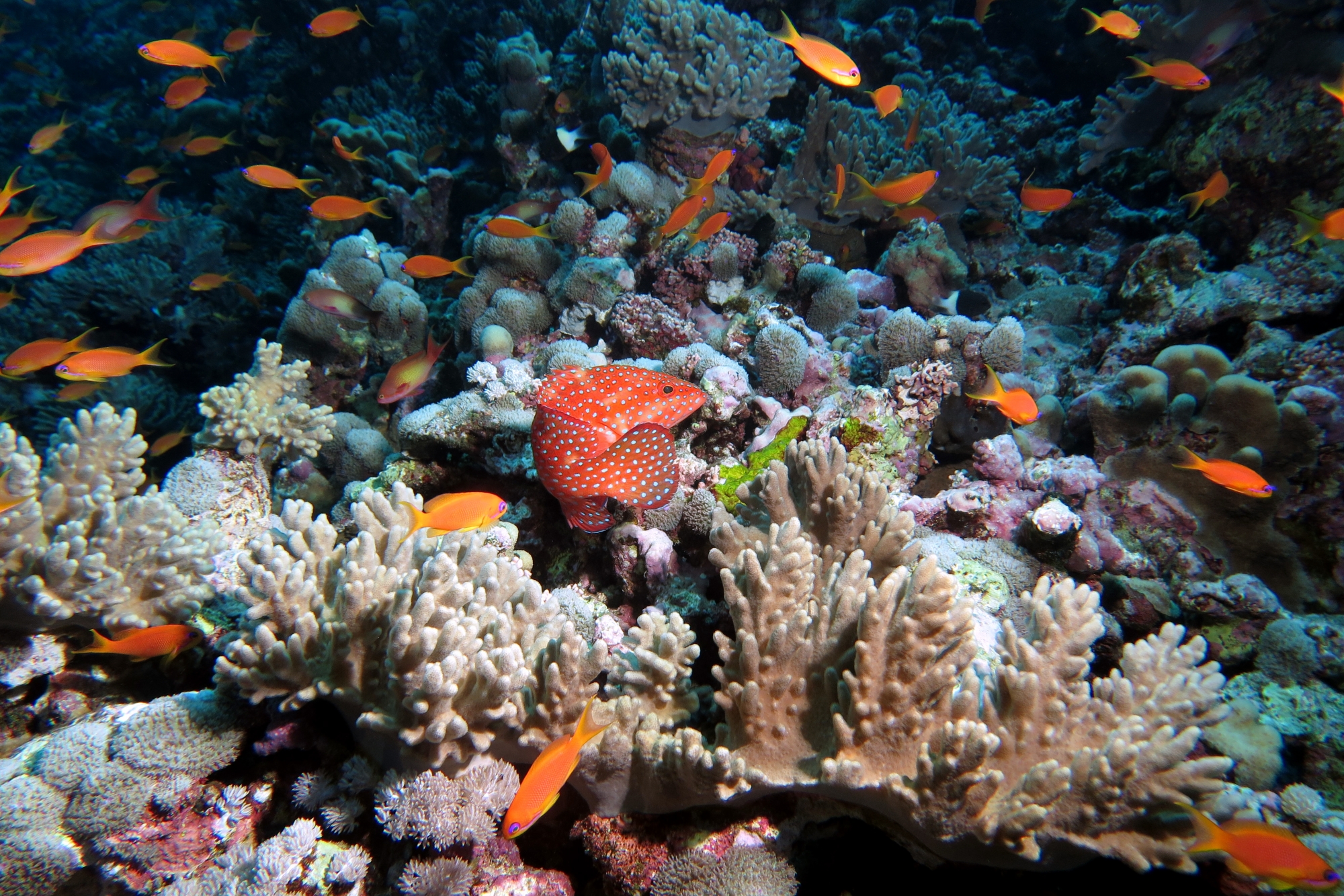 Cephalopholis miniata, Pseudanthias squamipinnis