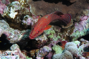 Cephalopholis miniata, Pseudanthias squamipinnis