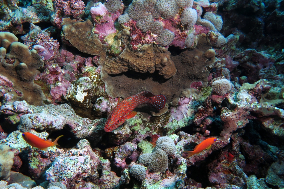 Cephalopholis miniata, Pseudanthias squamipinnis