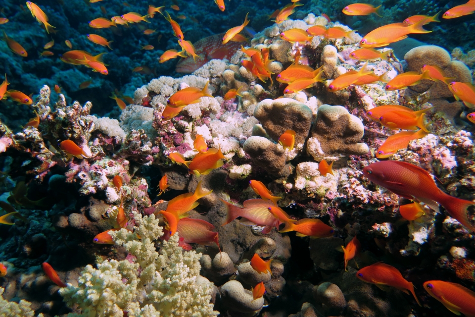 Pseudanthias squamipinnis