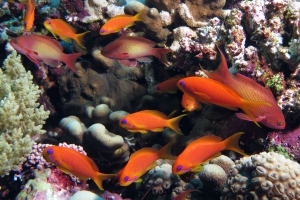 Pseudanthias squamipinnis