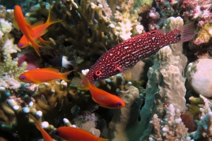 Bodianus diana, Pseudanthias squamipinnis