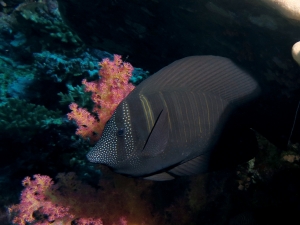 Zebrasoma desjardinii