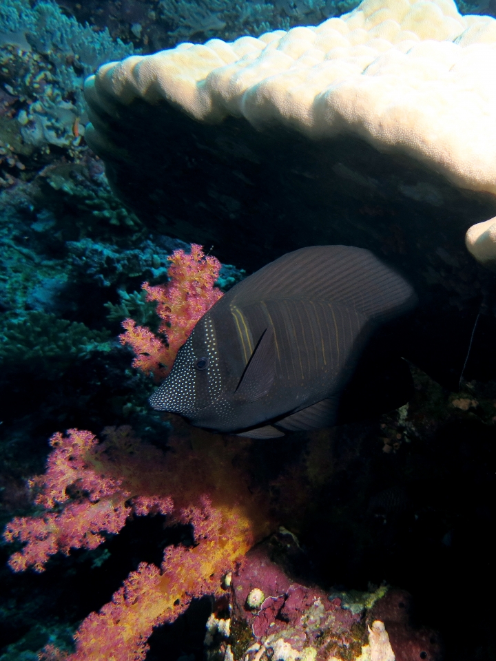 Zebrasoma desjardinii