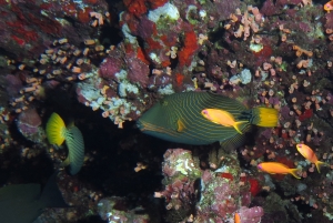 Balistapus undulatus, Pseudanthias squamipinnis