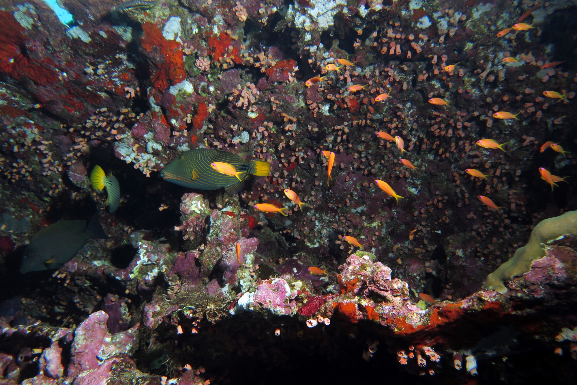 Balistapus undulatus, Pseudanthias squamipinnis