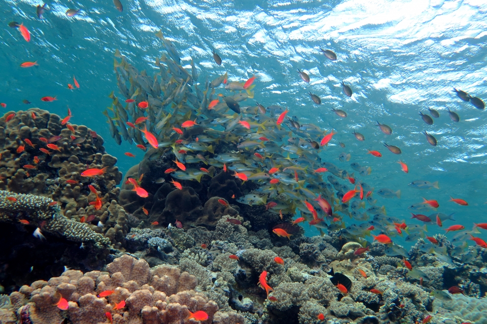 Lutjanus ehrenbergii, Mulloidichthys vanicolensis, Pseudanthias squamipinnis