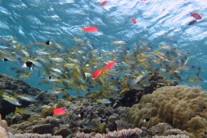 Lutjanus ehrenbergii, Mulloidichthys vanicolensis, Pseudanthias squamipinnis