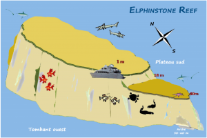 Site de Marsa Alam, spot "Elphinston" Plateau sud - Versant ouest