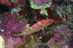 Cephalopholis miniata