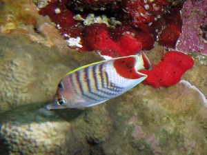 Chaetodon paucifasciatus