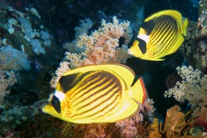 Chaetodon fasciatus