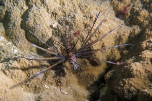 Pterois miles