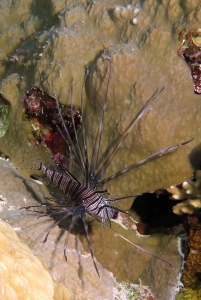 Pterois miles