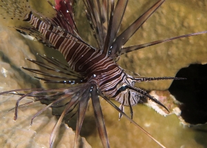 Pterois miles