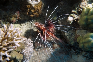 Pterois radiata