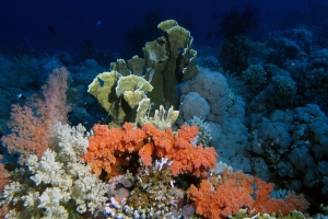 Millepora platyphylla