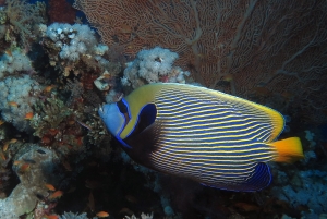 Pomacanthus imperator