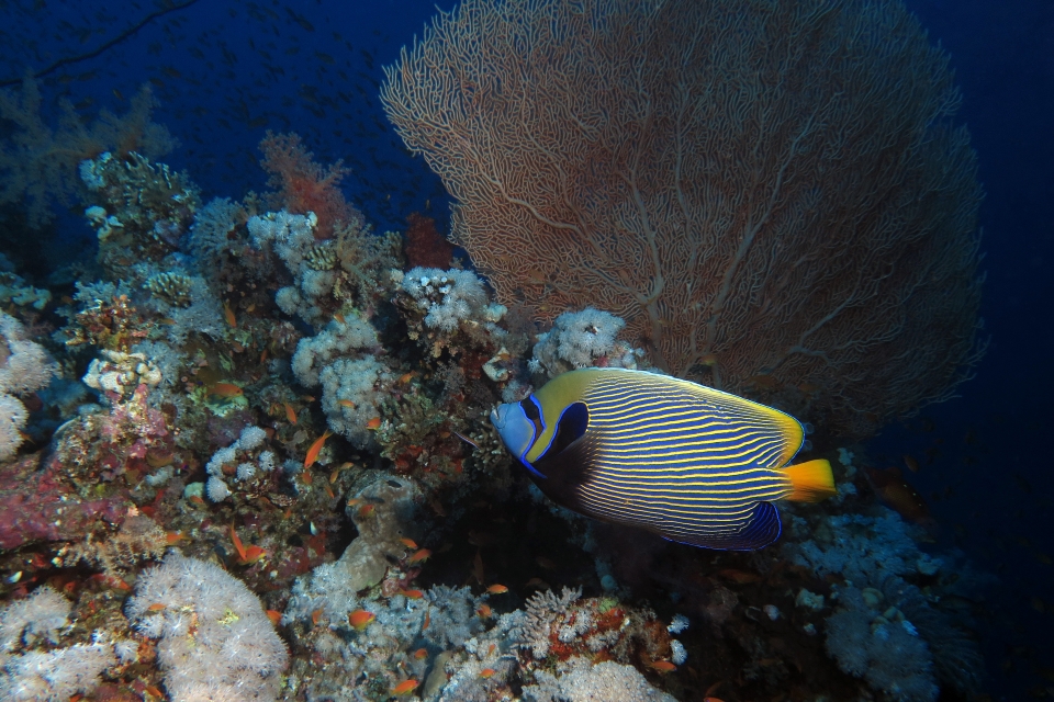 Pomacanthus imperator