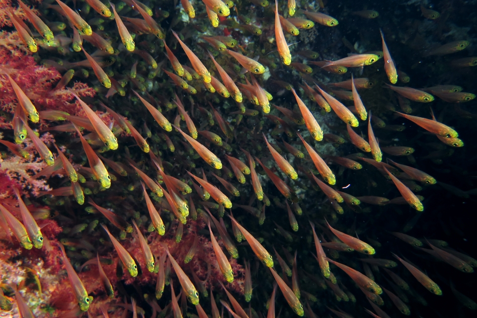 Parapriacanthus ransonneti