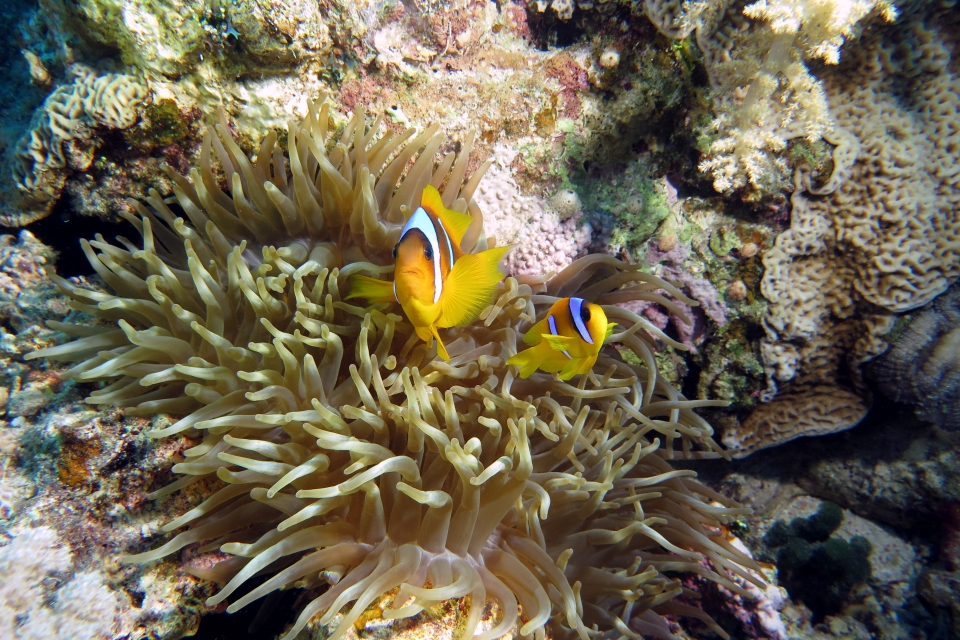 Amphiprion bicinctus, Heteractis crispa