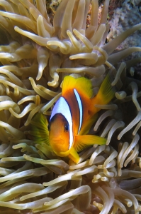 Amphiprion bicinctus, Heteractis crispa