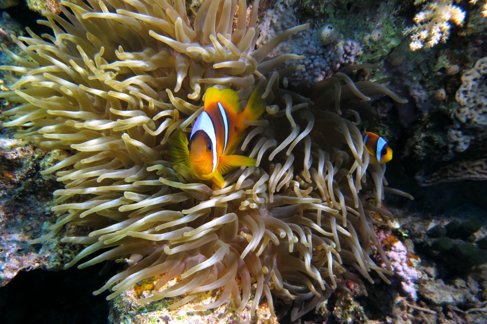 Amphiprion bicinctus, Heteractis crispa