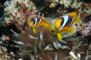 Amphiprion bicinctus, Heteractis crispa