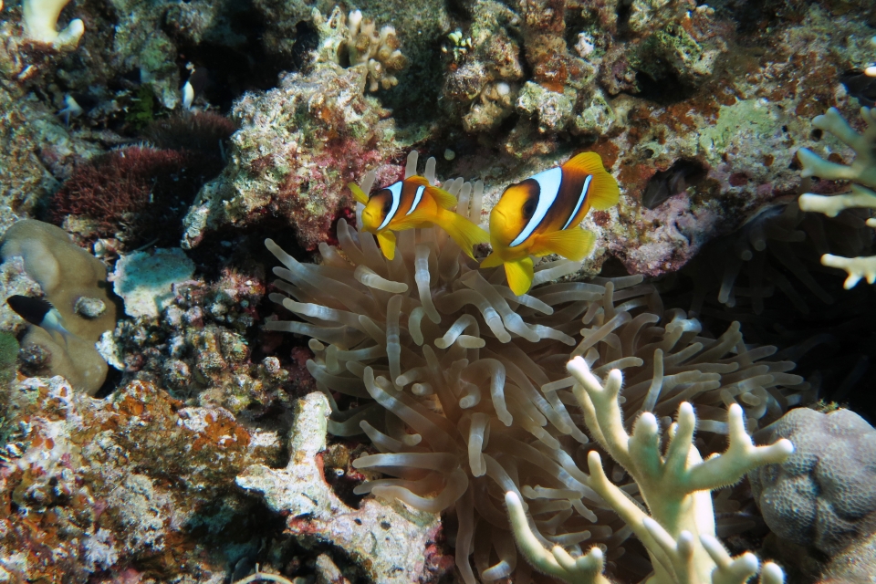 Amphiprion bicinctus, Heteractis crispa