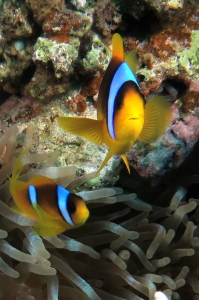 Amphiprion bicinctus, Heteractis crispa