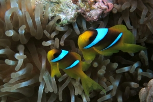 Amphiprion bicinctus, Heteractis crispa