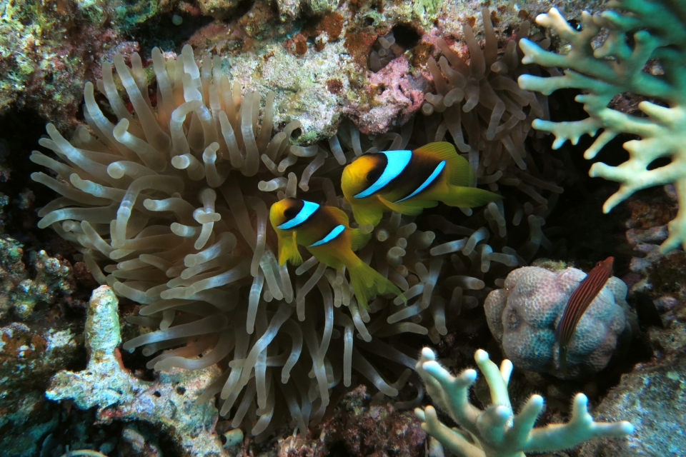 Amphiprion bicinctus, Heteractis crispa