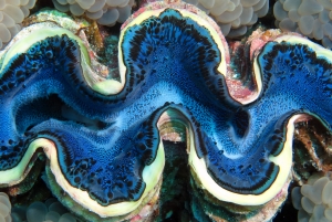 Tridacna maxima, Plerogyra sinuosa