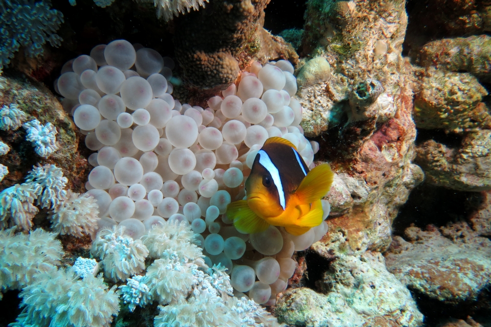 Amphiprion bicinctus, Entacmaea quadricolor