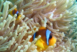 Amphiprion bicinctus, Heteractis magnifica