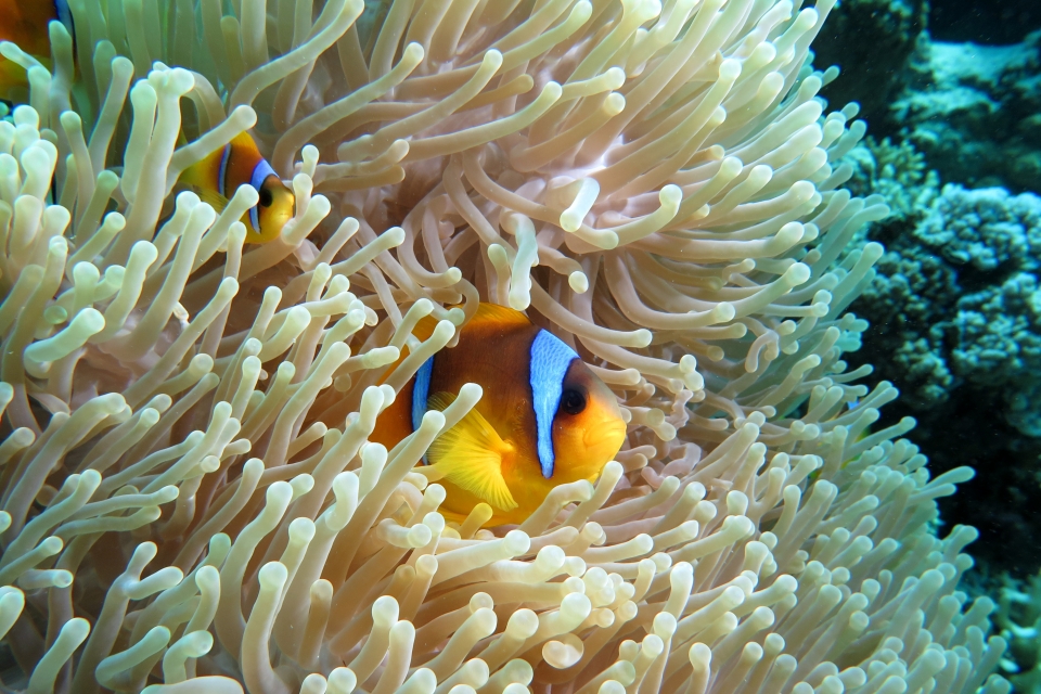 Amphiprion bicinctus, Heteractis magnifica