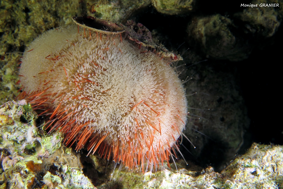 Asthenosoma marisrubri