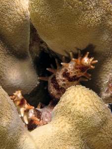 Mithrodia clavigera