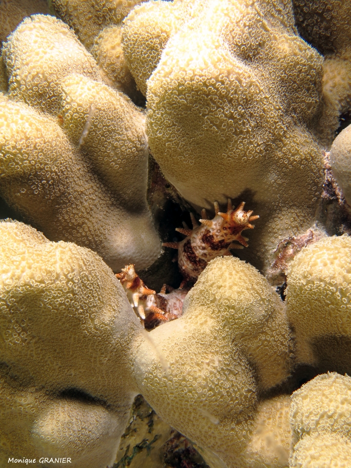 Mithrodia clavigera