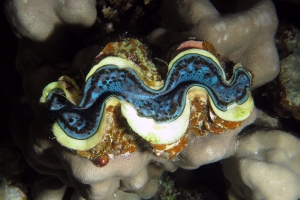 Tridacna squamosa