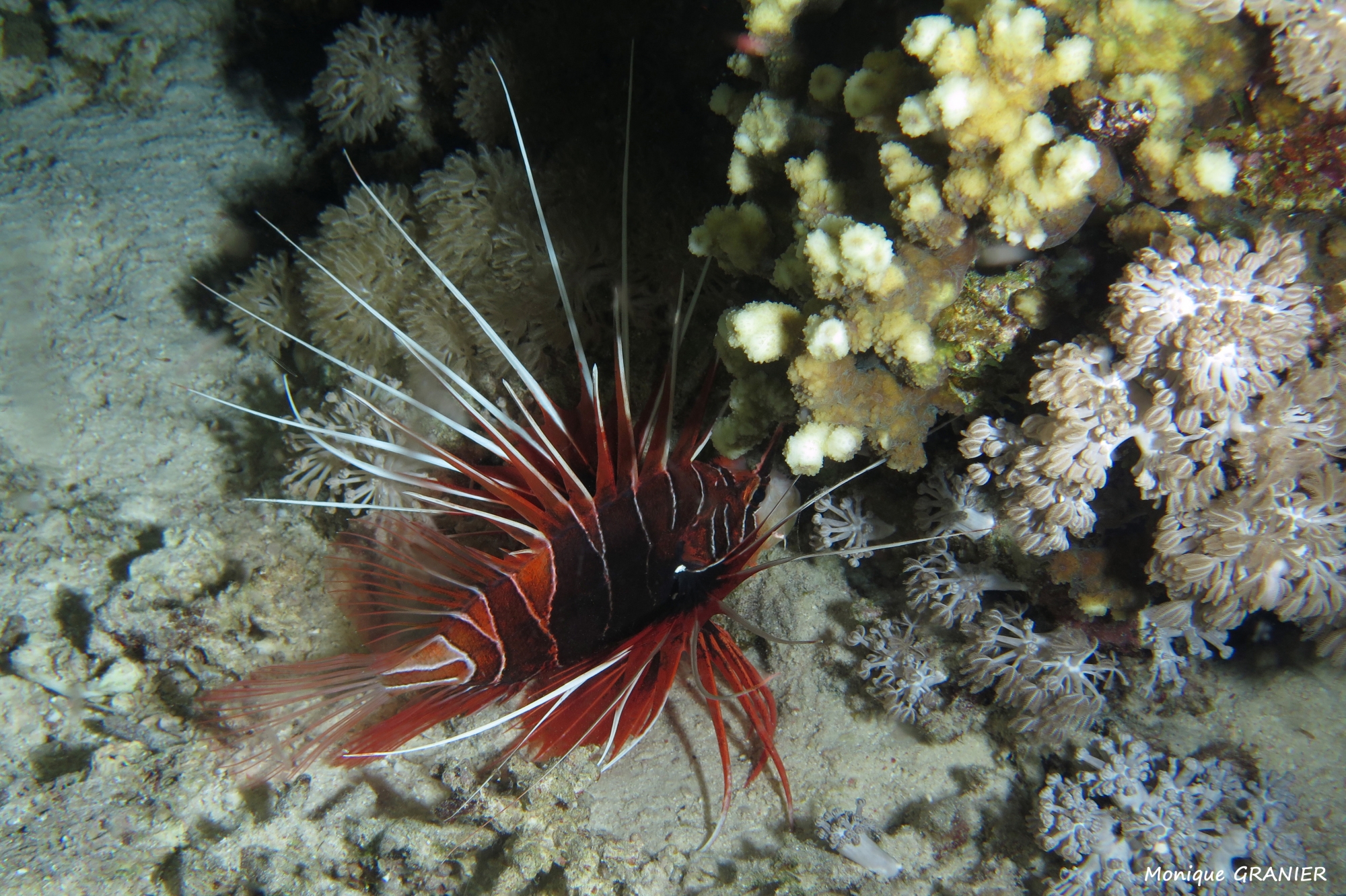 Pterois radiata