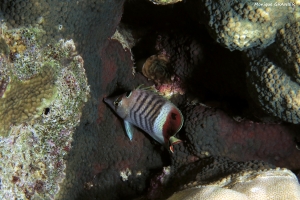 Chaetodon paucifasciatus