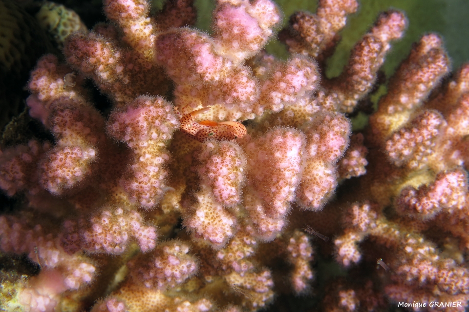 Trapezia tigrina, Corail Pocillopora, Crevettes