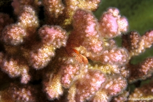 Trapezia tigrina, Corail Pocillopora